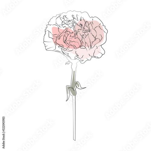 Carnation line. Diantus icon watercolor flower. hand drawn botany vector illustration