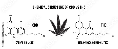 Cannabis chemical formula structure of Cannabidiol (CBD) and Tetrahydrocannabinol (THC) ,Alternative Medical Research in Laboratory.