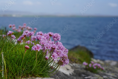 bright Armeria maritima flowers on a beach in Scotland photo