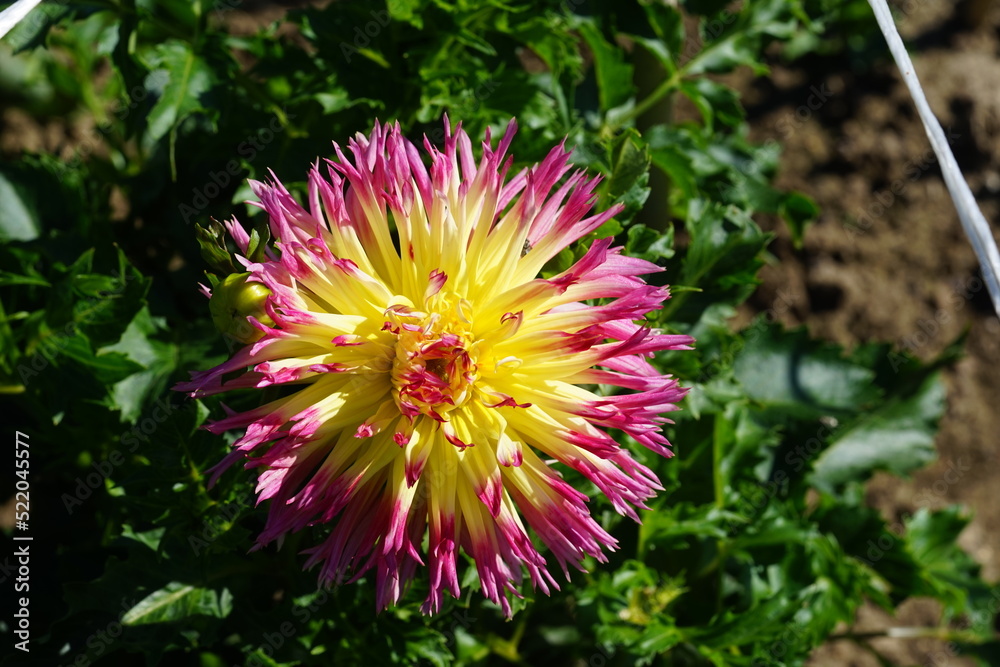 Dahlie, gelb rosa Dahlie, gelb rosa