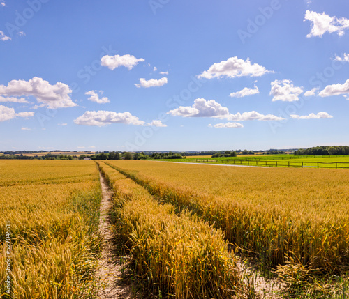 A yellow field of wheat on a sunny day in the summer. Cloudy blue sky. Lack of corn. Ukrainian war. Starvation. Increasing price of food. Hyperinflation. 