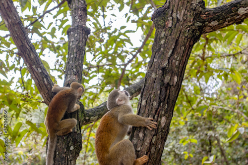 Monkeys, chigüiros, deer, ocelots, birds and reptiles, among others, are the animals you can meet in Villavicencio