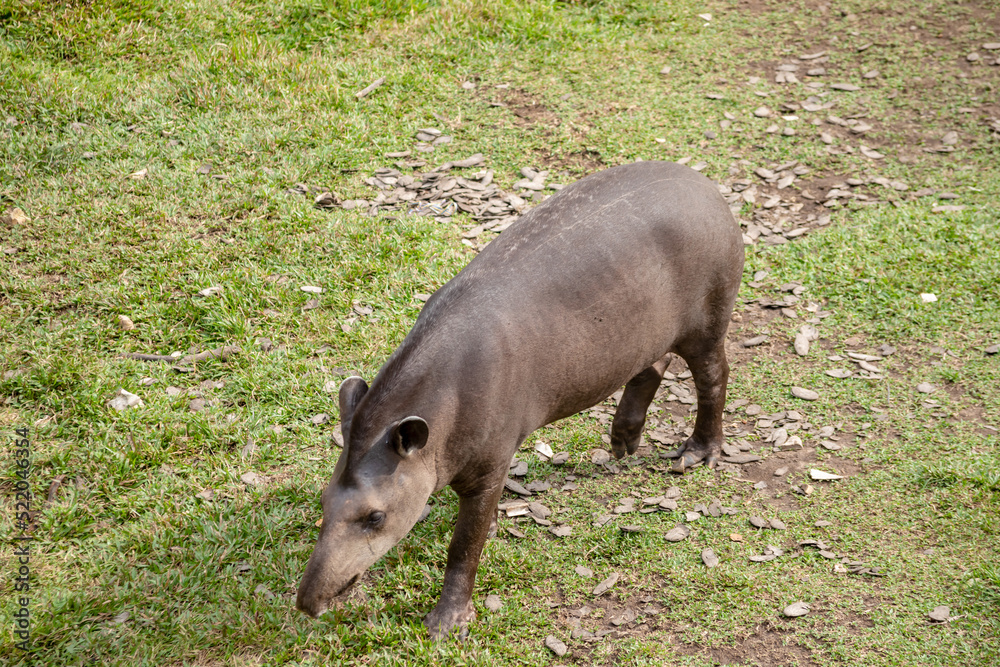 Monkeys, chigüiros, deer, ocelots, birds and reptiles, among others, are the animals you can meet in Villavicencio Monkeys, chigüiros, deer, ocelots, birds and reptiles, among others, are the animals you can meet in Villavicencio