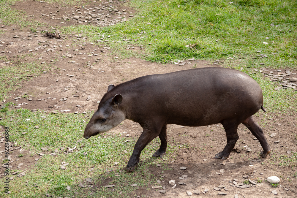 Monkeys, chigüiros, deer, ocelots, birds and reptiles, among others, are the animals you can meet in Villavicencio Monkeys, chigüiros, deer, ocelots, birds and reptiles, among others, are the animals you can meet in Villavicencio