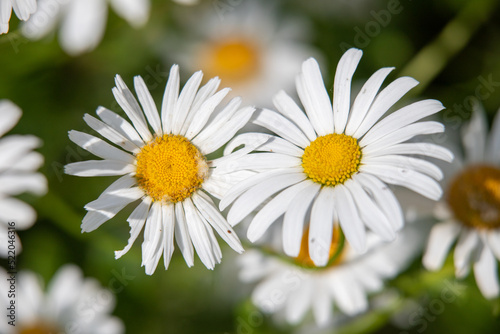 White chamomile flower on defocused nature background.