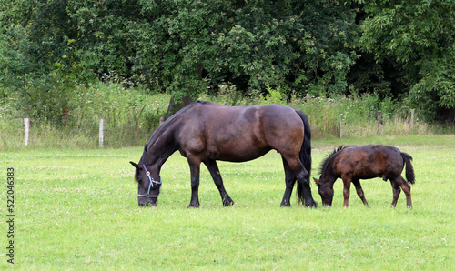 Horse and foal on a green field. Farm animals outdoor photo. Countryside living concept. Green European landscape.  © Maya