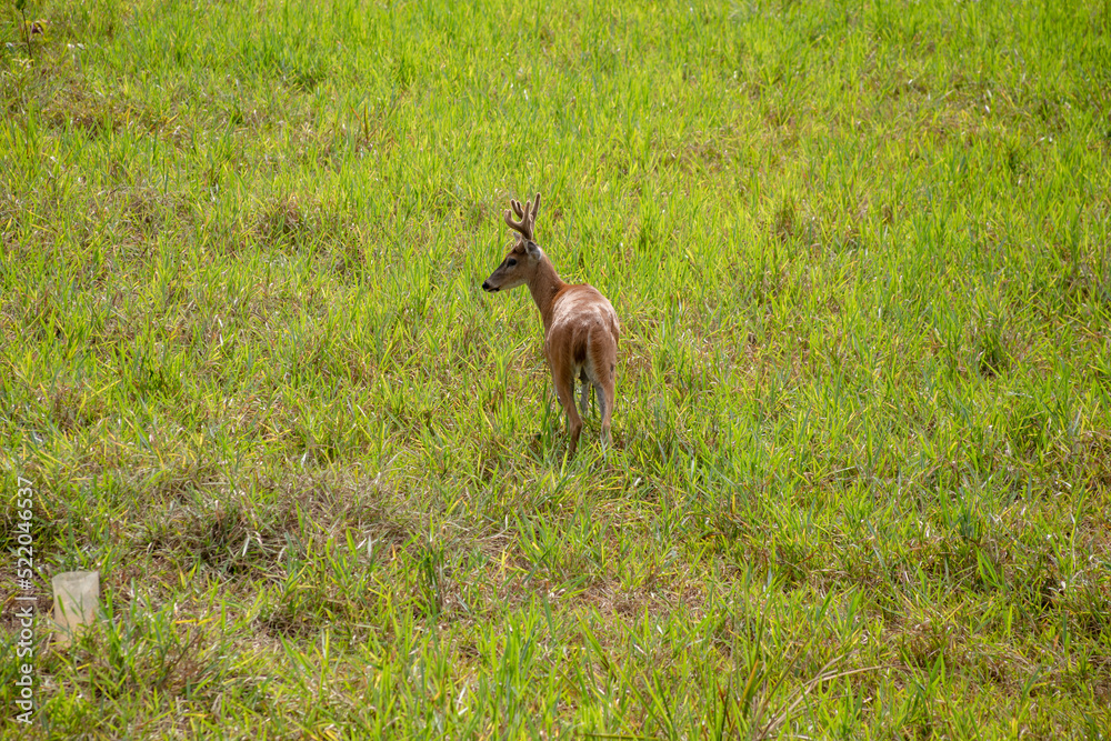 Monkeys, chigüiros, deer, ocelots, birds and reptiles, among others, are the animals you can meet in Villavicencio Monkeys, chigüiros, deer, ocelots, birds and reptiles, among others, are the animals you can meet in Villavicencio