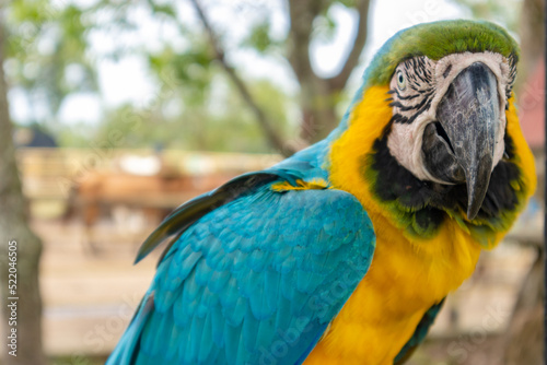 Monkeys, chigüiros, deer, ocelots, birds and reptiles, among others, are the animals you can meet in Villavicencio