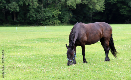 Horse on a field. Summer day on an European farm. Beautiful domesticated animal outdoors photo. 