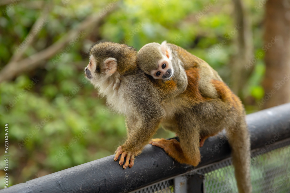 Obraz premium Monkeys, chigüiros, deer, ocelots, birds and reptiles, among others, are the animals you can meet in Villavicencio