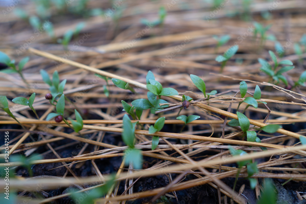 Coriander seedlings are covered with rice straw, coriander plants are growing.