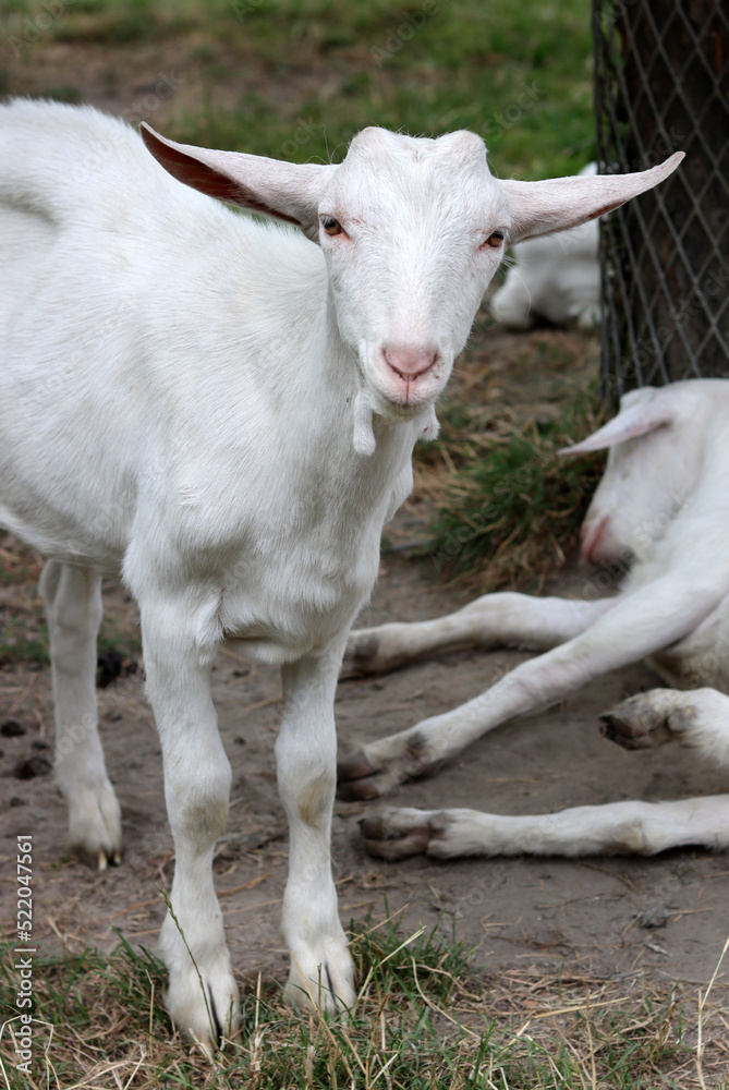 Cute white goat close up portrait. Domestic animals on a farm. Sunny summer day on a farm. Country side living concept. Cute white goat close up portrait. Domestic animals on a farm. Sunny summer day on a farm. Country side living concept.