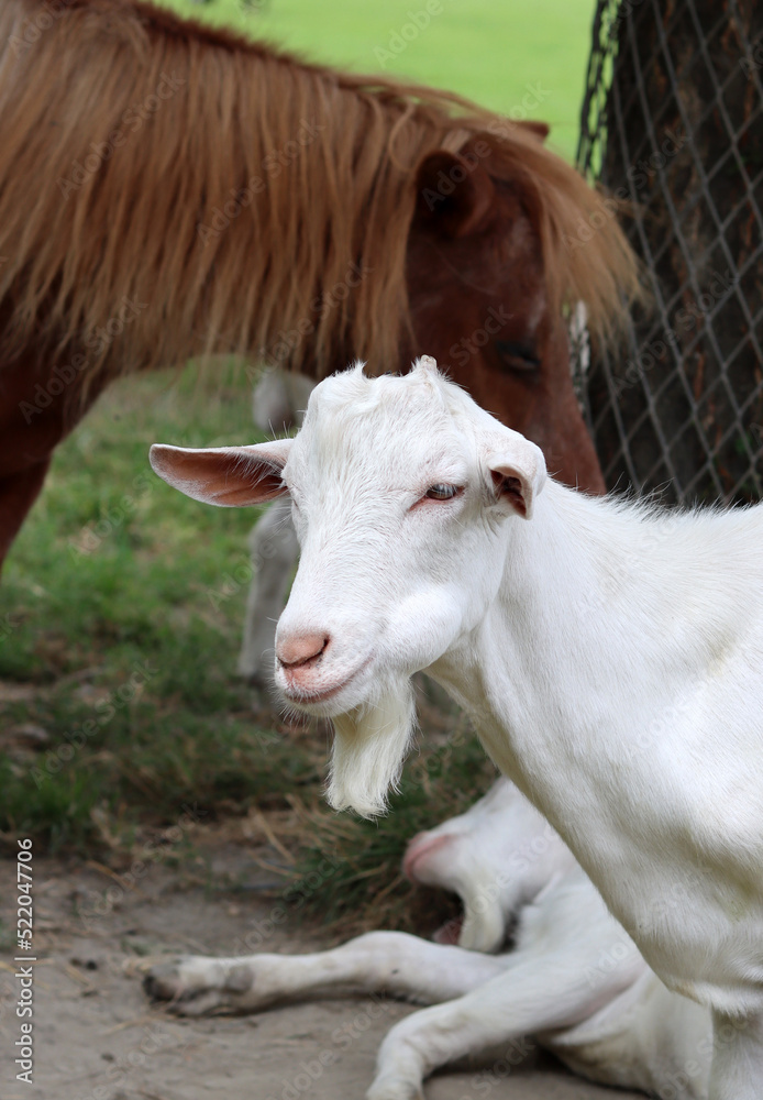 Cute white goat close up portrait. Domestic animals on a farm. Sunny summer day on a farm. Country side living concept. Cute white goat close up portrait. Domestic animals on a farm. Sunny summer day on a farm. Country side living concept.