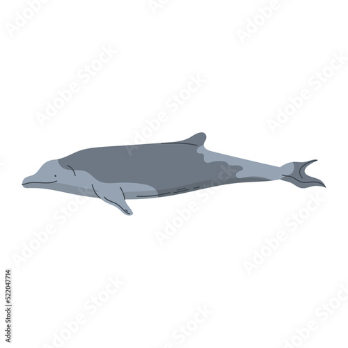 bottlenose whale animal