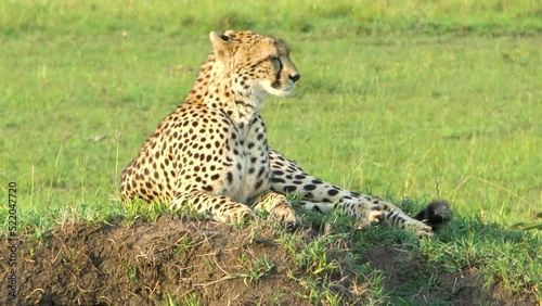 Cheetah sitting on a termite hill ready for huntig. Elephants in the background photo