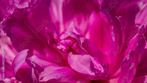 Red and pink peony flower petals, close-up.