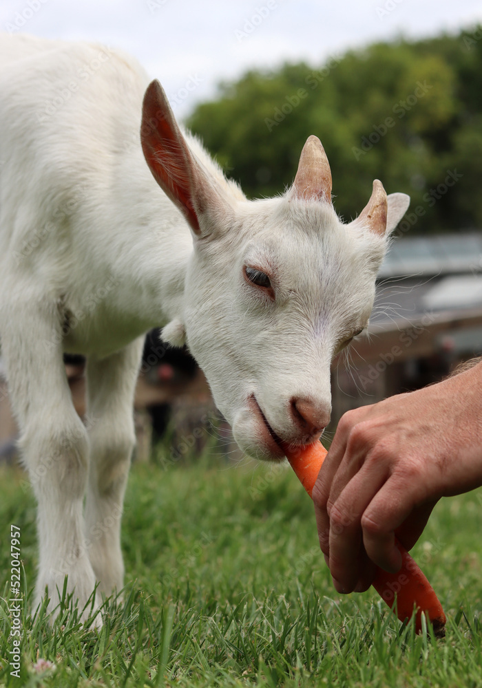 Goat kid eating carrot. Close up photo of cute baby goat. Summer day on a farm. Green grass field on a background. Goat kid eating carrot. Close up photo of cute baby goat. Summer day on a farm. Green grass field on a background.