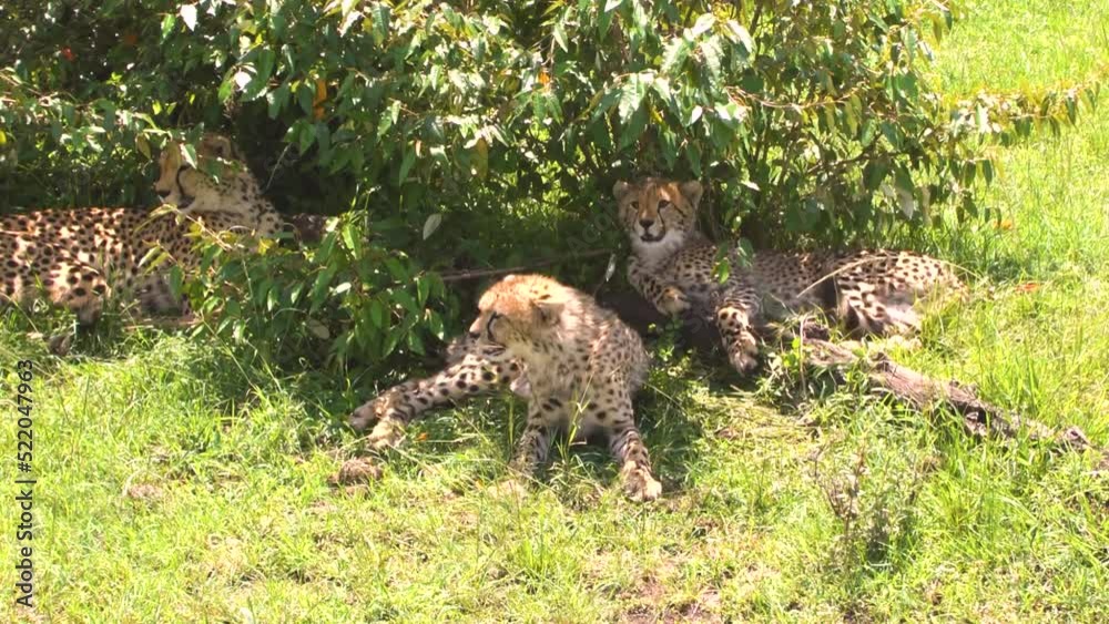 Ceetah mom with two grown cubs resting in the bush