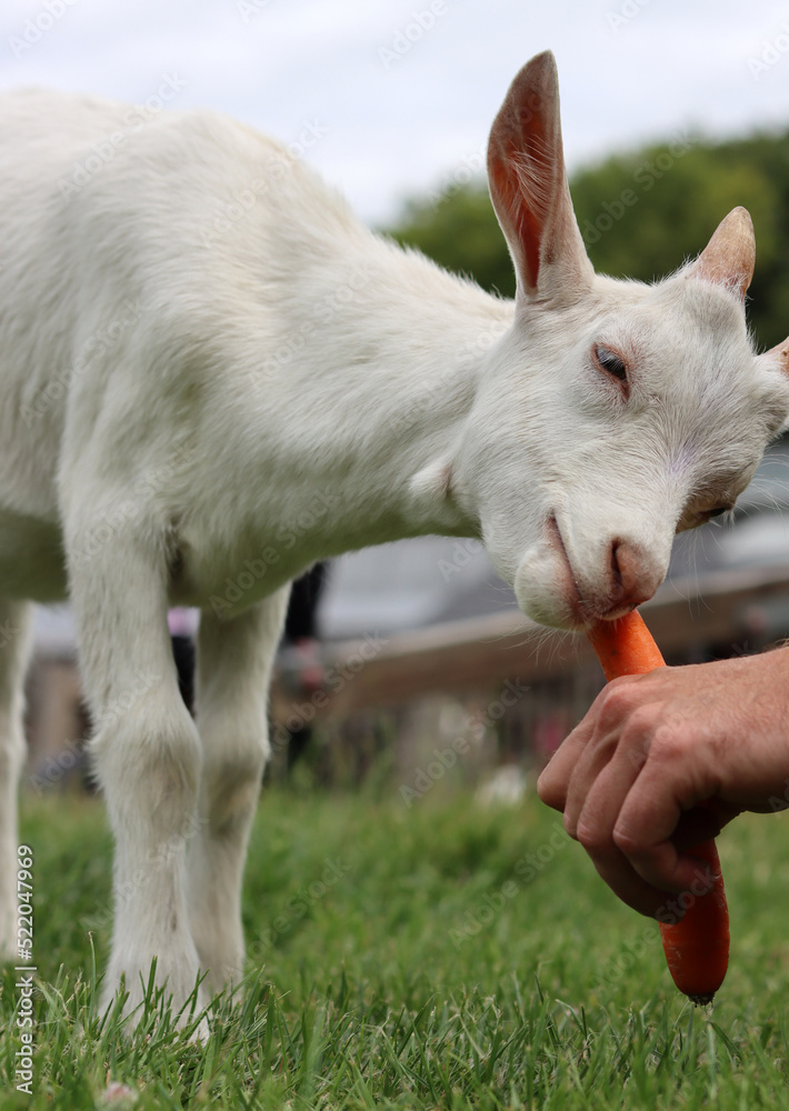 Fototapeta premium Farmer feeds baby goat. Male hand holding carrot. Cute goat kid on a green grass. Farm living concept. 
