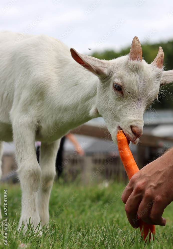 Fototapeta premium Goat kid eating carrot. Close up photo of cute baby goat. Summer day on a farm. Green grass field on a background. 