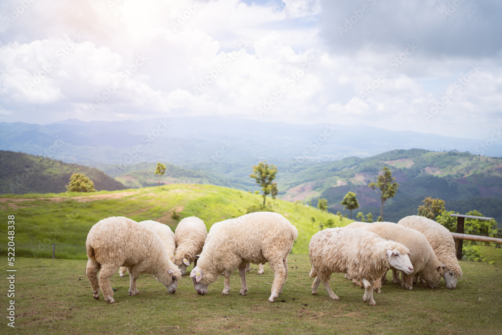 sheeps in field on mountain,