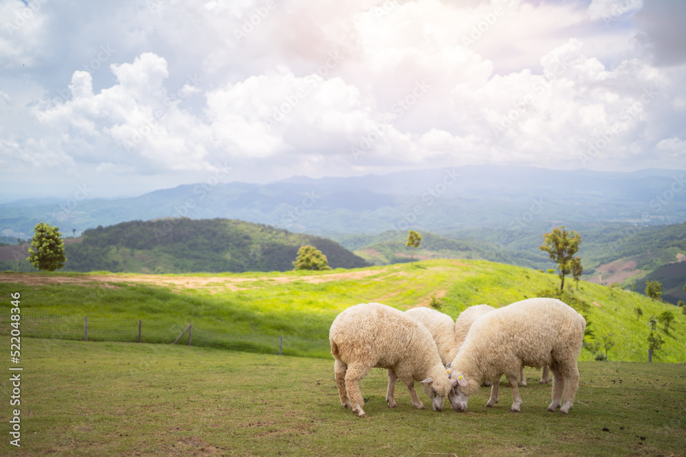 sheeps in field on mountain, sheeps in field on mountain,
