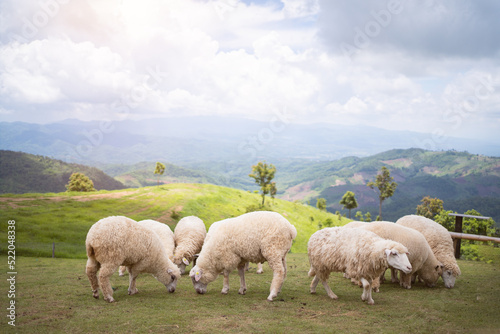 sheeps in field on mountain 