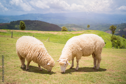sheeps in field on mountain,