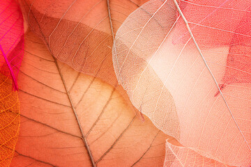 Transparent and delicate leaves over old background