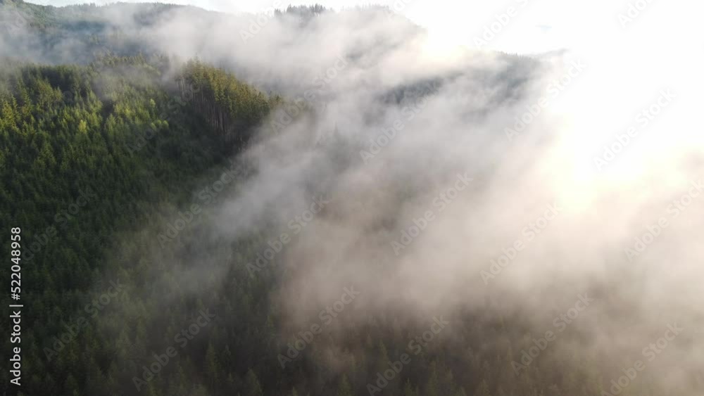 View from above of a healthy forest hiding behind a white mist and trees getting the water they need to live. Fresh air in nature untouched by man. Biodiversity. Sunset View from above of a healthy forest hiding behind a white mist and trees getting the water they need to live. Fresh air in nature untouched by man. Biodiversity. Sunset