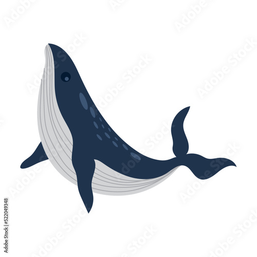 sei whale animal photo