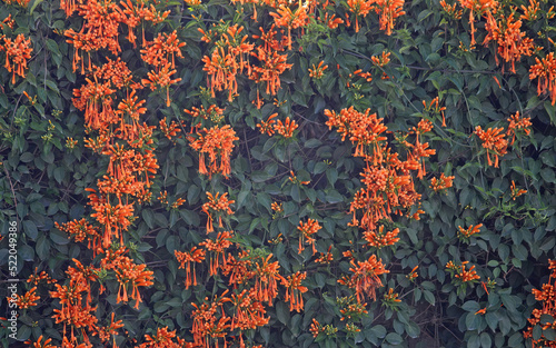 Orange flowers of a Flamevine plant. Pyrostegia venusta photo