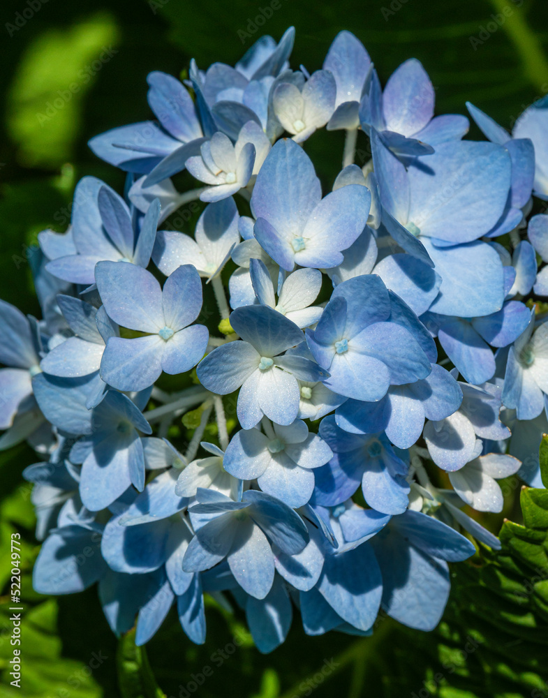 flowers and bees, macro flowers and bees, macro