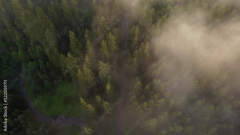 View of a forest path surrounded by healthy trees that produce a lot of oxygen and heal the air on the ground. A forest covered in white mist. Biodiversity. Forest after rain. 4k video View of a forest path surrounded by healthy trees that produce a lot of oxygen and heal the air on the ground. A forest covered in white mist. Biodiversity. Forest after rain. 4k video