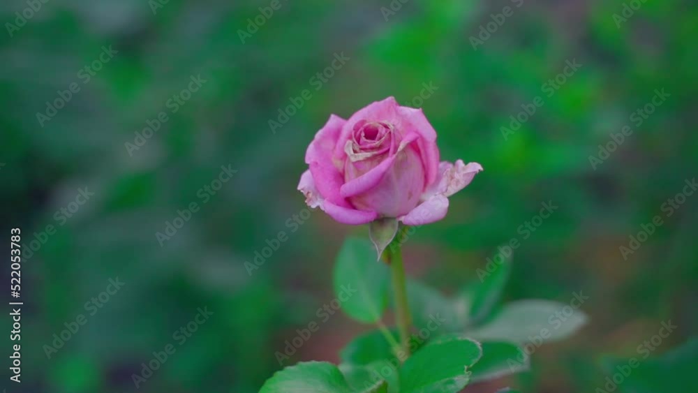 A beautiful single pink rose begins to wither close-up at dusk with a blurred background. Smooth camera movement A beautiful single pink rose begins to wither close-up at dusk with a blurred background. Smooth camera movement