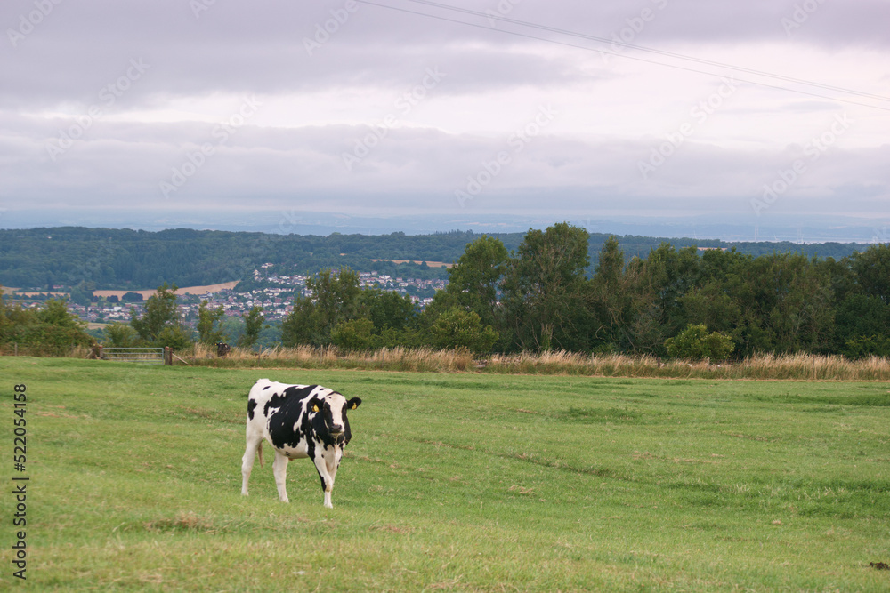 krowa zwierzę łąka trawa niebo chmury - obrazy, fototapety, plakaty 