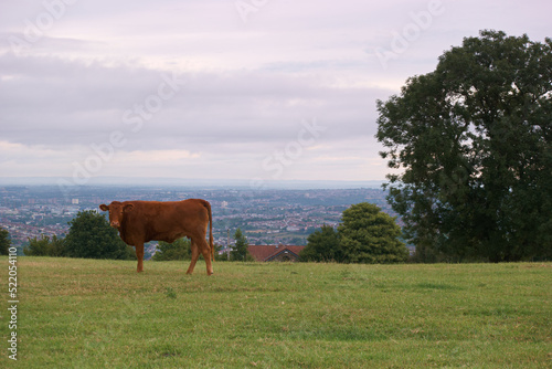 krowa zwierzę łąka trawa niebo chmury #522054110