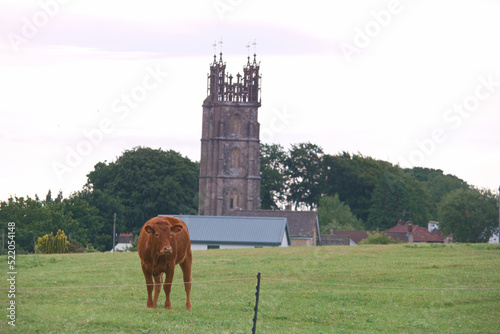 Fototapeta Naklejka Na Ścianę i Meble -  krowa zwierzę łąka trawa niebo chmury