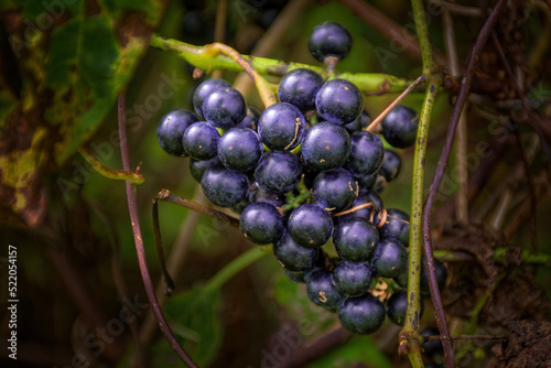 Dark Purple, almost Black, Wild Grapes on the vine in Windsor in Broome County in Upstate NY. Group of Ripe Grapes on a green vine grows wild along the Susquehanna River in Ouaquag.