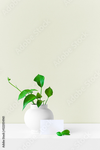 Modern summer still life photo. White ball shaped vase with green branch. White table and green pastel wall background. Empty copy space. Elegant lifestyle indoor scene