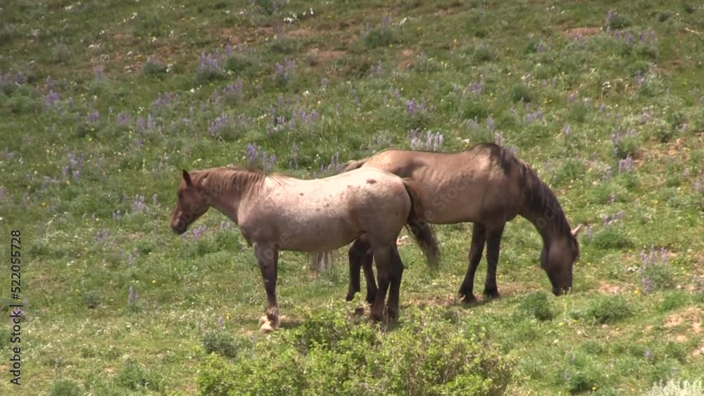 Wild Horses in Summer in the Pryor Mountains Wild Horse Range Montana Wild Horses in Summer in the Pryor Mountains Wild Horse Range Montana