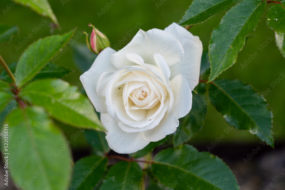 Fotografie detailed close up of a beautiful white rose of york flower (Rosa × alba) in bloo