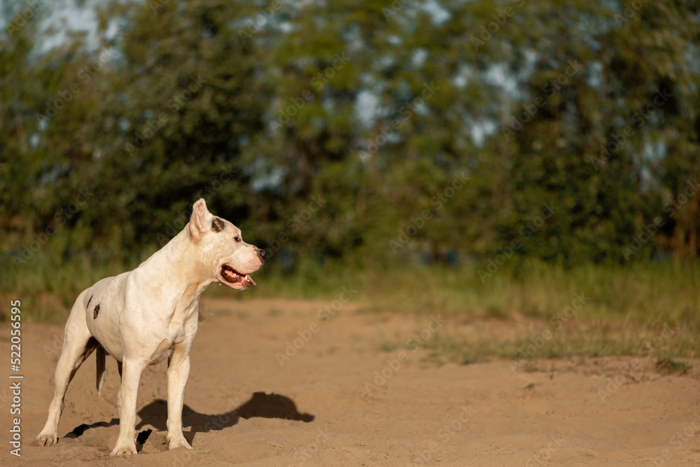 Happy dog standing on sand and looking away in outdoors Happy dog standing on sand and looking away in outdoors