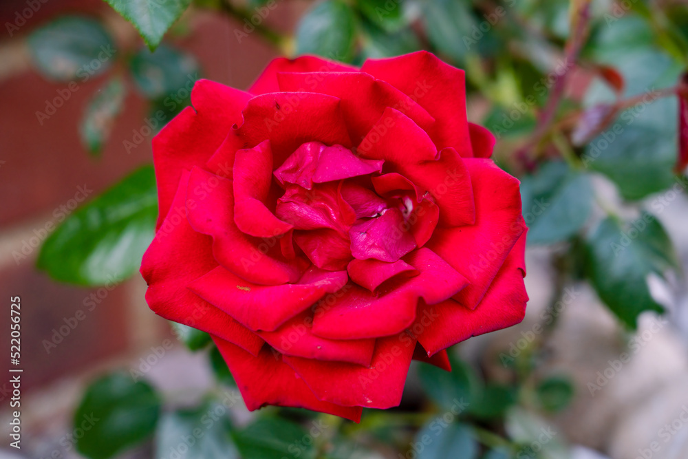 close up of a beautiful full bloom red garden rose (Rosa rubiginosa) close up of a beautiful full bloom red garden rose (Rosa rubiginosa)