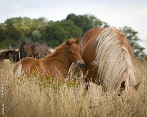 Fotografie, Obraz Mare with foal