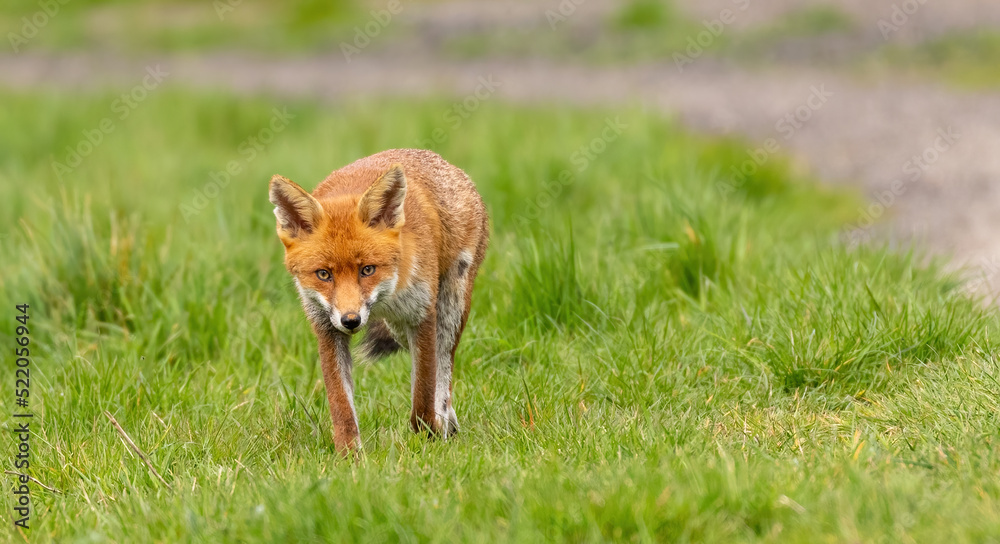 Red Fox Red Fox