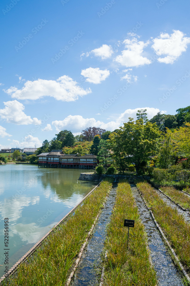 京都 夏の長岡天満宮の八条ヶ池の情景
