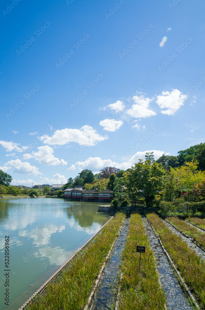 Fototapeta premium 京都 夏の長岡天満宮の八条ヶ池の情景