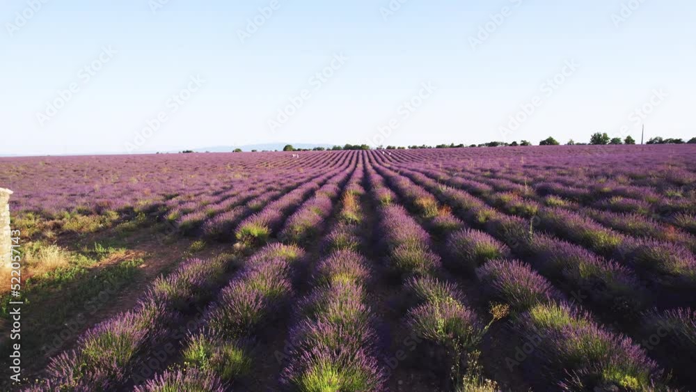 Aerial View of Lavender Fields in Valensole Plateau at sunrise, Provence, France Aerial View of Lavender Fields in Valensole Plateau at sunrise, Provence, France