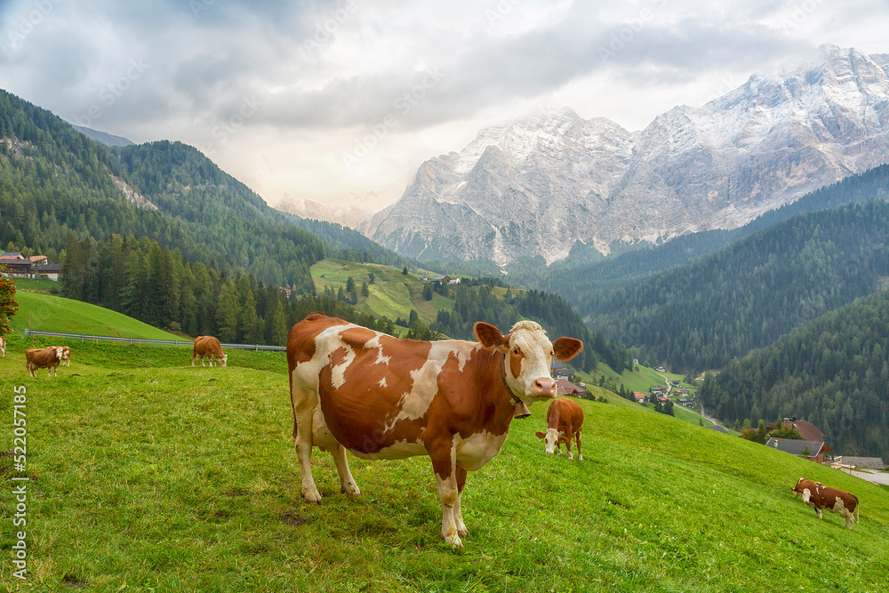 Herd of cows in a meadow in the mountain Alps on summer day , Italy Herd of cows in a meadow in the mountain Alps on summer day , Italy